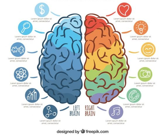 Image-du-cerveau-deux-couleurs